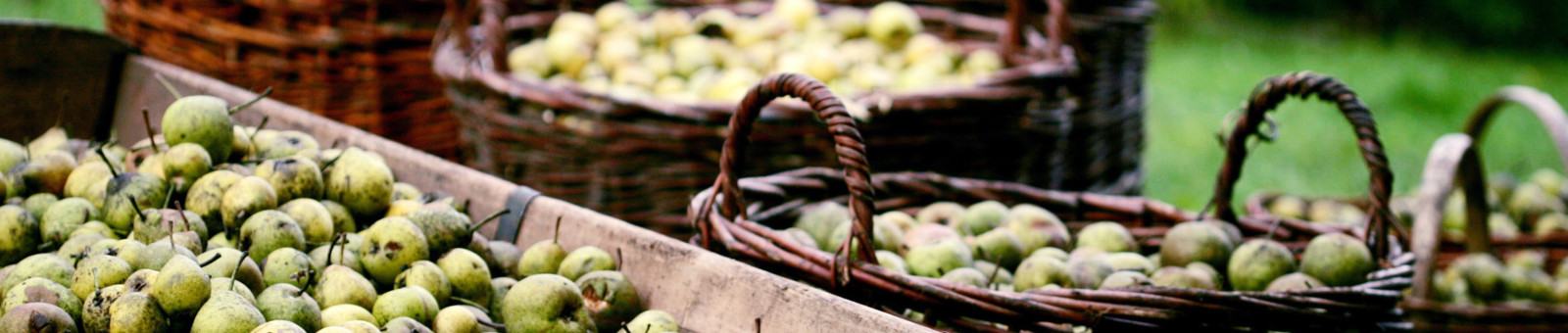     Récolte des poires dans le Mostviertel 